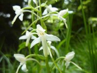 22 Platanthera bifolia - Platantera a fiori bianchi